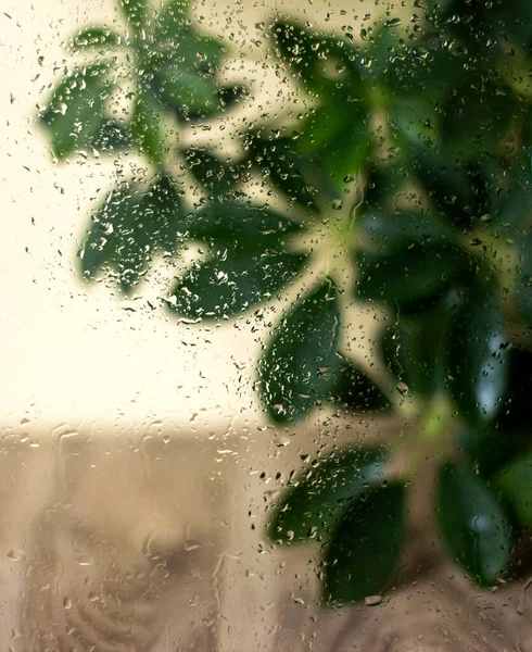 Background with raindrops and a plant. Window in drops of water.