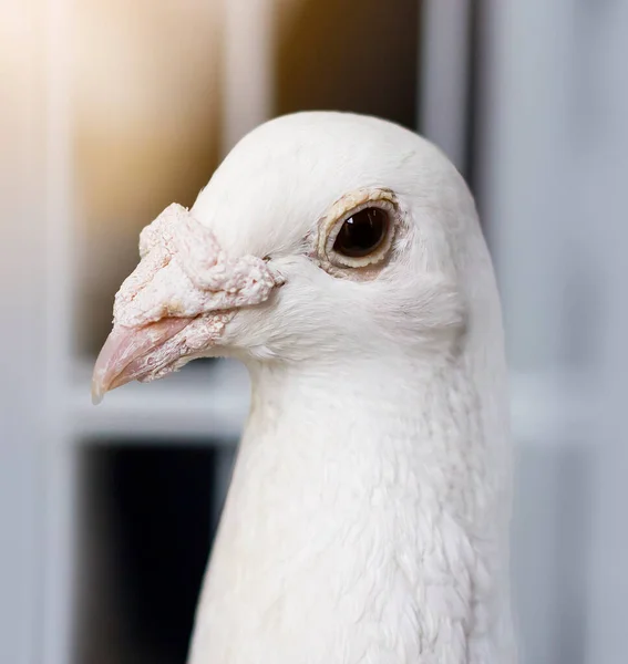 Bird portrait. Dove head. Poultry keeping. Divorce of pigeons.