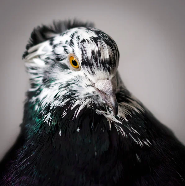 Bird portrait. Poultry keeping. Divorce of pigeons.