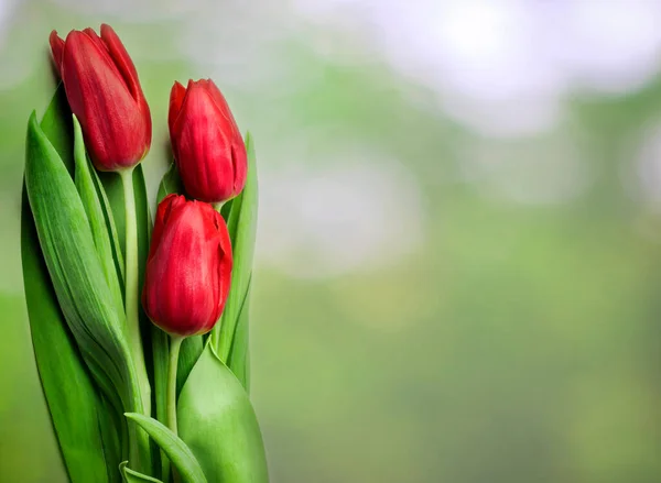 Bouquet of red flowers on a green background with bokeh. Tulips.