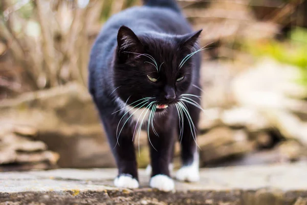 Black cat with white paws on the street.