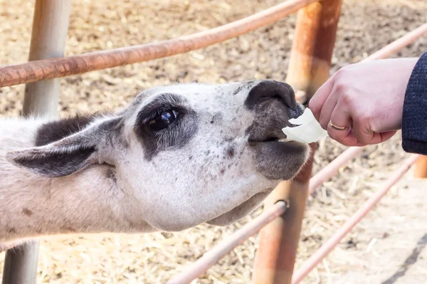 Feed animals. Portrait of a white llama.