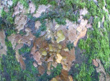 Eski bir çınar yosunlu kabuğu