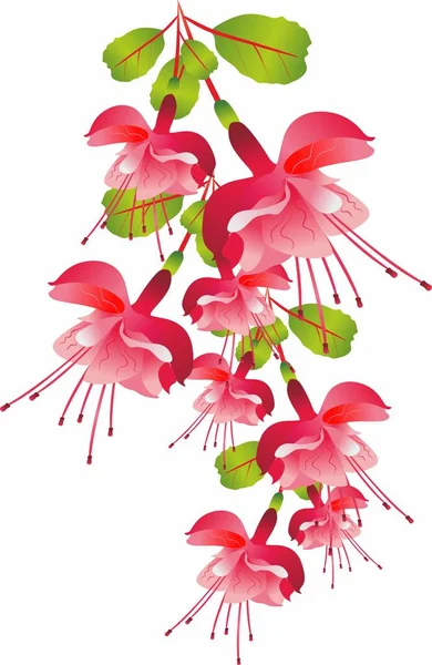 Kwiaty Fuksja Kwiaty Linii Styl Liniowy Klasyczny Rysunek Lato Rośliny — Zdjęcie stockowe