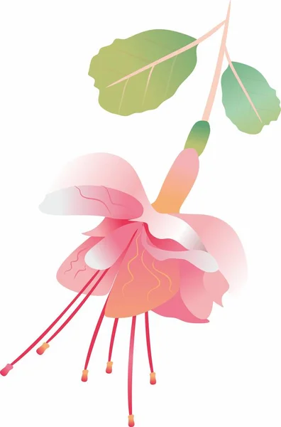 Bloemen Fuchsia Bloemen Lijnen Lineaire Stijl Klassieke Tekenstijl Zomer Planten — Stockvector