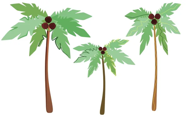 Palmeiras Cocos Árvores Tropicais Frutas Férias Relaxamento Verão Humor — Vetor de Stock