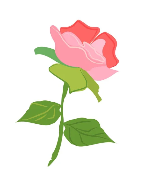 Ροδακινί Λουλούδι Ροζ Παιώνιες Κήπος Και Λουλούδια — Διανυσματικό Αρχείο