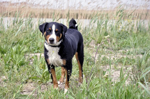 Appenzell perro de ganado — Foto de Stock