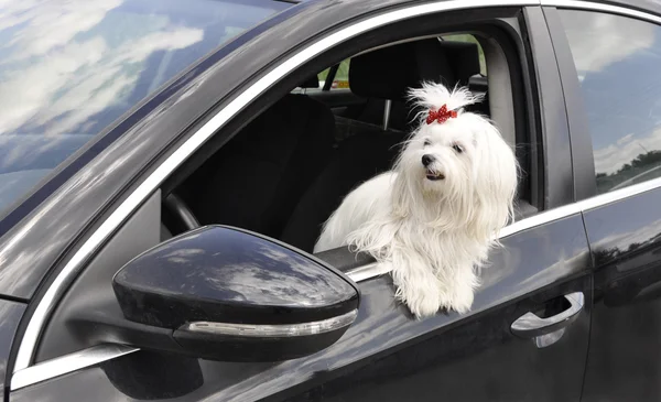 Maltese dog in the  car looking out the window — Stock Photo, Image