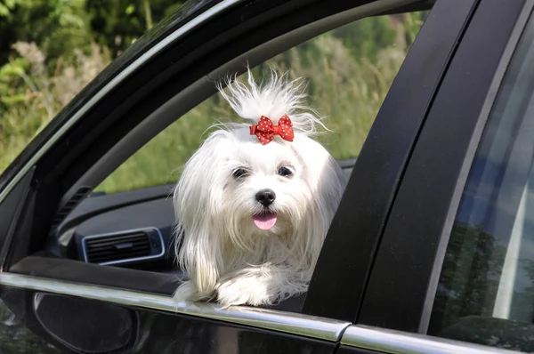 Perro maltés en el coche mirando por la ventana — Foto de Stock