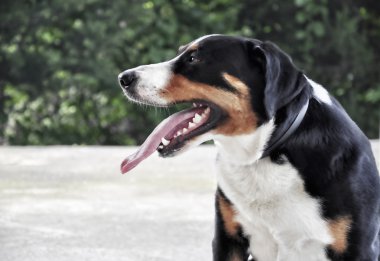 Appenzell büyükbaş hayvan köpek 