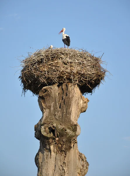 Cigogne dans un nid sur un vieil arbre — Photo