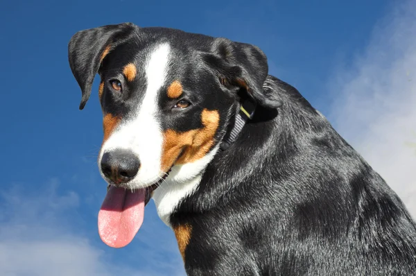 Appenzell perro de ganado — Foto de Stock