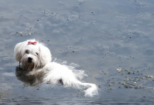 Maltese hond baadt in de rivier — Stockfoto