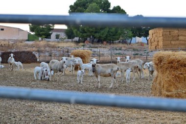Castilla La Mancha bölgesinden koyun ağılı et ve süt üretimi için ürer. Kastilla La Mancha kökenli yerel sanatsal Manchego peynirleri üretimi