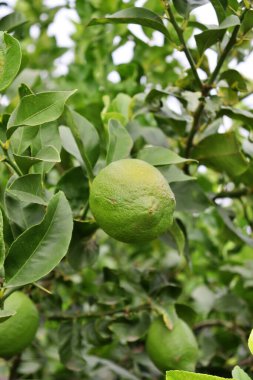 Ağaç dalından sarkan bir limonun yakın plan ayrıntıları. Citrus ekimi. Turunçgillerden oluşan meyve ağaçları.