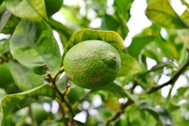 Ağaç dalından sarkan bir limonun yakın plan ayrıntıları. Citrus ekimi. Turunçgillerden oluşan meyve ağaçları.