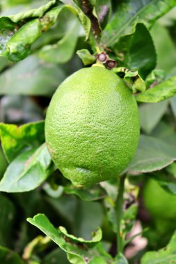 Ağaç dalından sarkan bir limonun yakın plan ayrıntıları. Citrus ekimi. Turunçgillerden oluşan meyve ağaçları.
