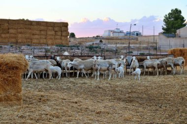 La Mancha sürüsü, La Mancha peyniri üretimi için koyun yetiştirir.