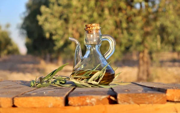 Bir yağ bidonuna bir dilim ekmek ve zeytin yağı dalı ile yakın plan. Hasattan önce zeytin ağacı tarlasının arka planı. Organik zeytin ekimi.