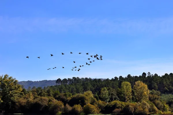 Flock of migratory birds flying over the Rio Mino natural reserve — Stock Image Flock Migratory Birds Flying Rio Mino Natural Reserve Royalty Free Stock Images