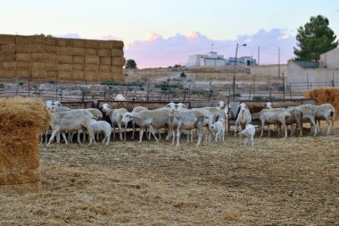 Castilla La Mancha bölgesinden koyun ağılı et ve süt üretimi için ürer. Kastilla La Mancha kökenli yerel sanatsal Manchego peynirleri üretimi