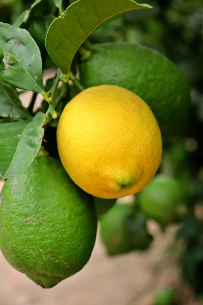 closeup detail of a lemon hanging from the tree branch. Citrus cultivation. Field of fruit trees of the variety of citrus