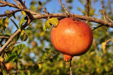 Olgun nar hasat edilmeye hazır. İspanya 'nın Alicante kentindeki Mollar çeşitliliğindeki Elche ürünleri..