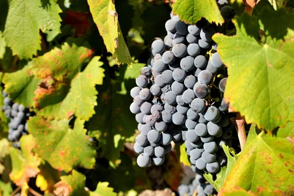 Monastrell türünden üzüm kümesine yakın çekim. Kırmızı şarap üretimi. İspanya 'nın üzüm bağları ve bağları.