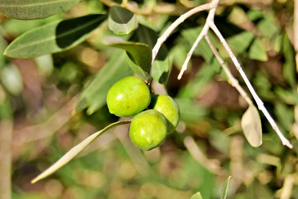 Oliven Nahaufnahme Der Sorte Arbequina Bereit Für Die Ernte Und — Stockfoto