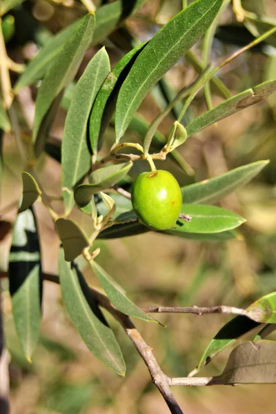 Oliven Nahaufnahme Der Sorte Arbequina Bereit Für Die Ernte Und — Stockfoto