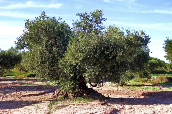 Ekstra bakir zeytinyağı üretimi için zeytin tarlasında yüzyıllık zeytin ağacı. Köken İspanya.