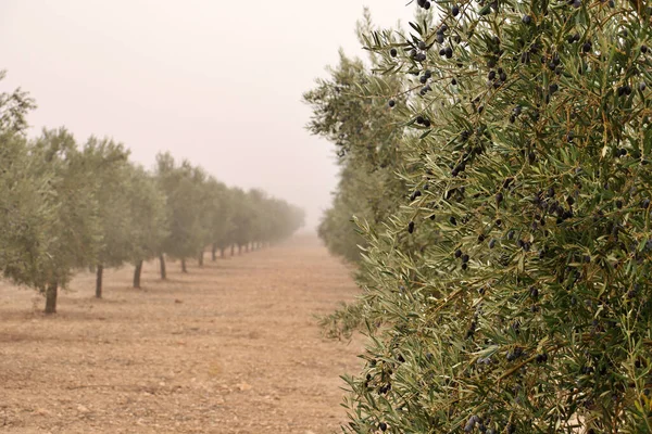 Arka planda zeytin koruluğu olan zeytin ağacı detayı. Olgun zeytinler kışın hasat için hazır. Yüksek kaliteli zeytinyağı üretimi