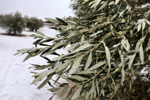 İspanya 'da kaliteli zeytinyağı üretimi için aralık ayında zeytin bahçelerinde kar yağışlı zeytin dalları