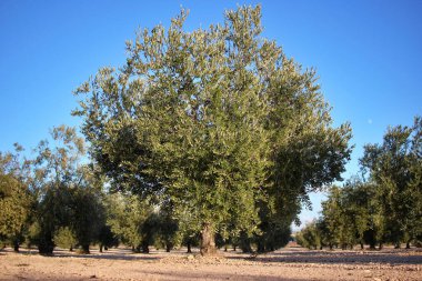 Zeytin yağı üretimi için zeytin tarlasında ön planda zeytin ağacı. Geleneksel ve ekolojik tarım, çevreye saygılı.