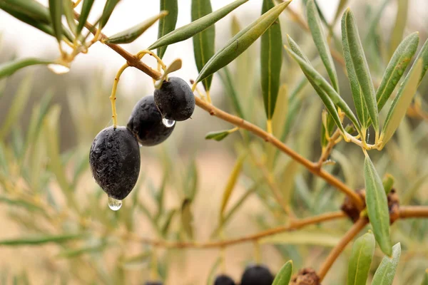 以橄榄树为背景的橄榄树细节 成熟的橄榄准备在冬天收割 优质橄榄油的生产 — 图库照片