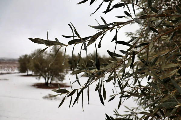 Kış kar yağarken zeytin tarlasının ortasında zeytin dalı uzatıyorum. İspanya, İtalya veya Yunanistan 'da zeytin yağı üretimi için tarım