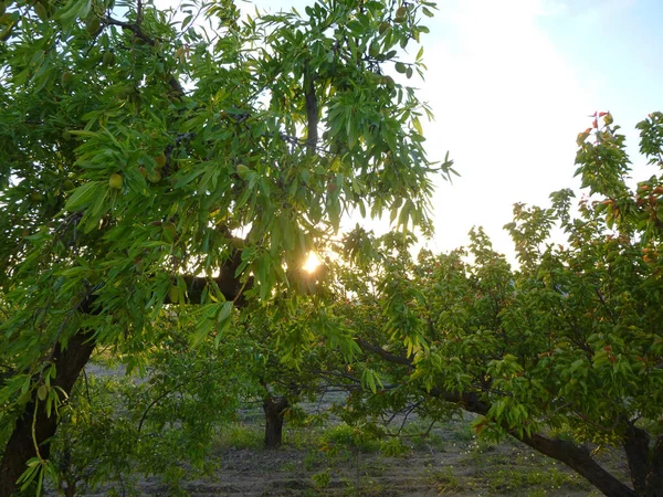Drzewo Migdałowe Zielonymi Migdałami Zachodzie Słońca Drzewo Owocami Które Jeszcze — Zdjęcie stockowe