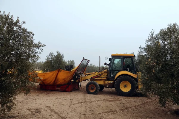 Zeytin hasadı. Sonbaharda özel makine ve traktörle zeytin hasat eden çiftçi. İspanya 'da zeytinyağı üretimi