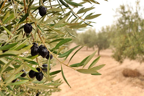以橄榄树为背景的橄榄树细节 成熟的橄榄准备在冬天收割 优质橄榄油的生产 — 图库照片