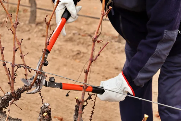 viticulturist pruning vine shoots in winter. agriculture and viticulture for the production of red wine. Vineyards of Spain, Italy, France