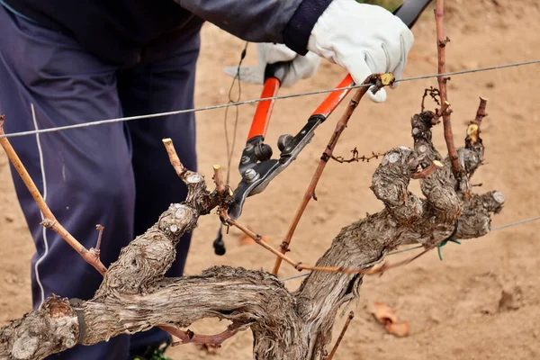 viticulturist pruning vine shoots in winter. agriculture and viticulture for the production of red wine. Vineyards of Spain, Italy, France