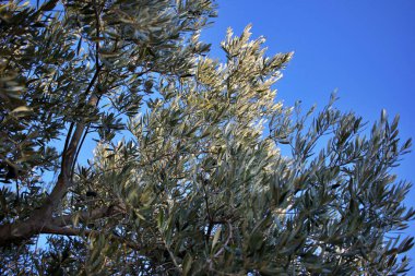 olive branches with ripe black olives ready for harvest to produce quality olive oil. Centennial olive trees from Spain, Italy or Greece for international export