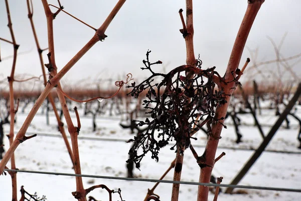 雪の下のブドウ畑の眺め ブドウの冬の雪とオレンジの色調で撮影します 赤ワインの生産及び輸出 — ストック写真