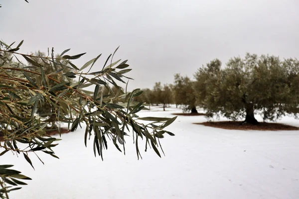 Kış kar yağarken zeytin tarlasının ortasında zeytin dalı uzatıyorum. İspanya, İtalya veya Yunanistan 'da zeytin yağı üretimi için tarım