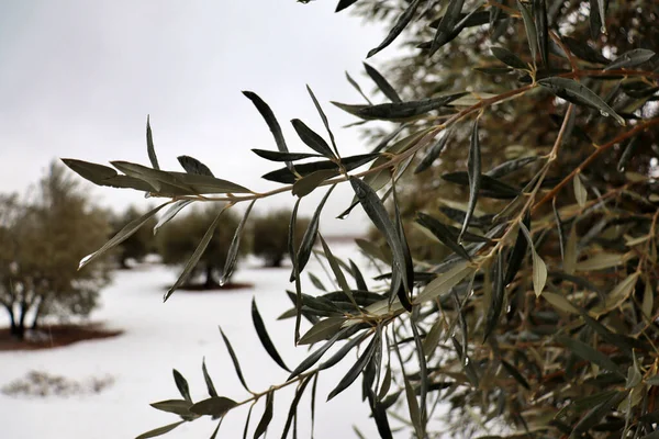 Kış kar yağarken zeytin tarlasının ortasında zeytin dalı uzatıyorum. İspanya, İtalya veya Yunanistan 'da zeytin yağı üretimi için tarım