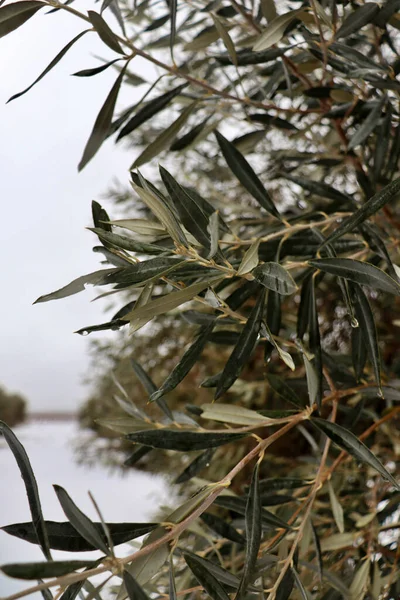 Kış kar yağarken zeytin tarlasının ortasında zeytin dalı uzatıyorum. İspanya, İtalya veya Yunanistan 'da zeytin yağı üretimi için tarım