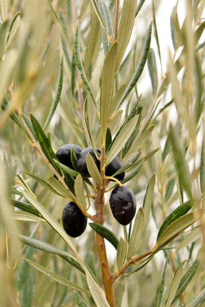 成熟的黑色橄榄的细节 准备收获和生产优质橄榄油 西班牙 意大利或希腊的橄榄林 — 图库照片