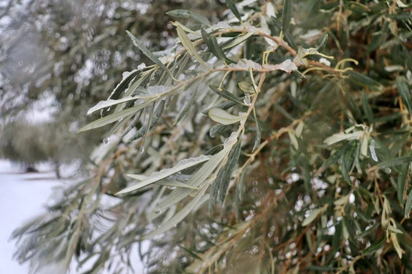 İspanya 'da kaliteli zeytinyağı üretimi için aralık ayında zeytin bahçelerinde kar yağışlı zeytin dalları