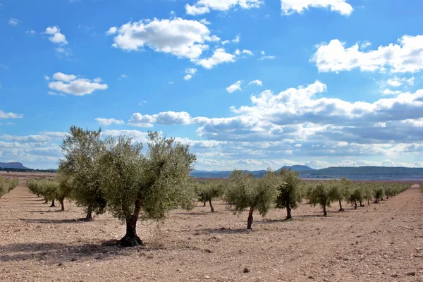 Zeytin tarlası. Zeytin yağı üretimi için organik tarım için genç ağaçların yetiştirilmesi